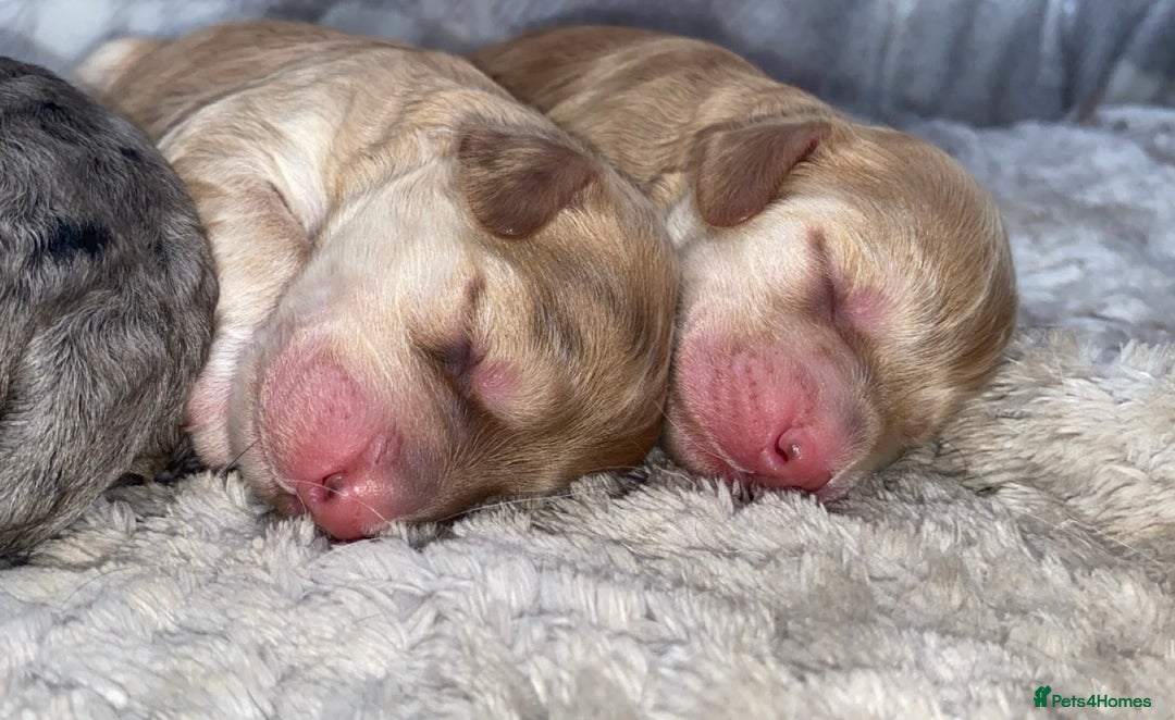 Cockapoo dogs for sale: Stunning Cockapoos - Image 7