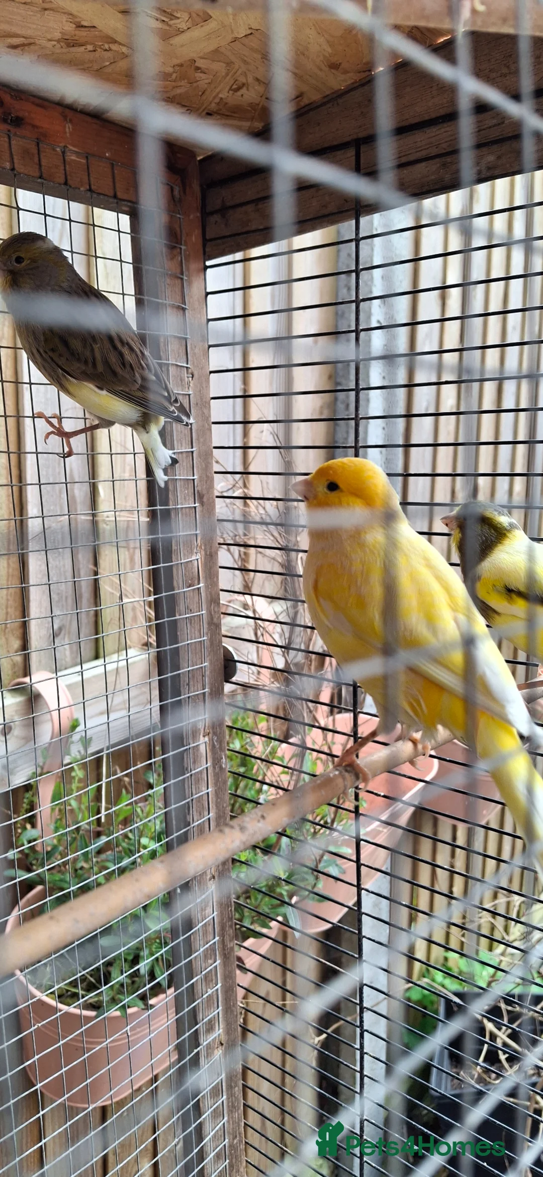 Canaries birds for sale: Canaries - Advert 1