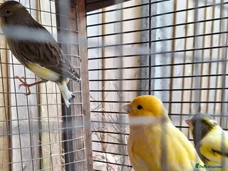 Canaries birds Canaries - Advert 1