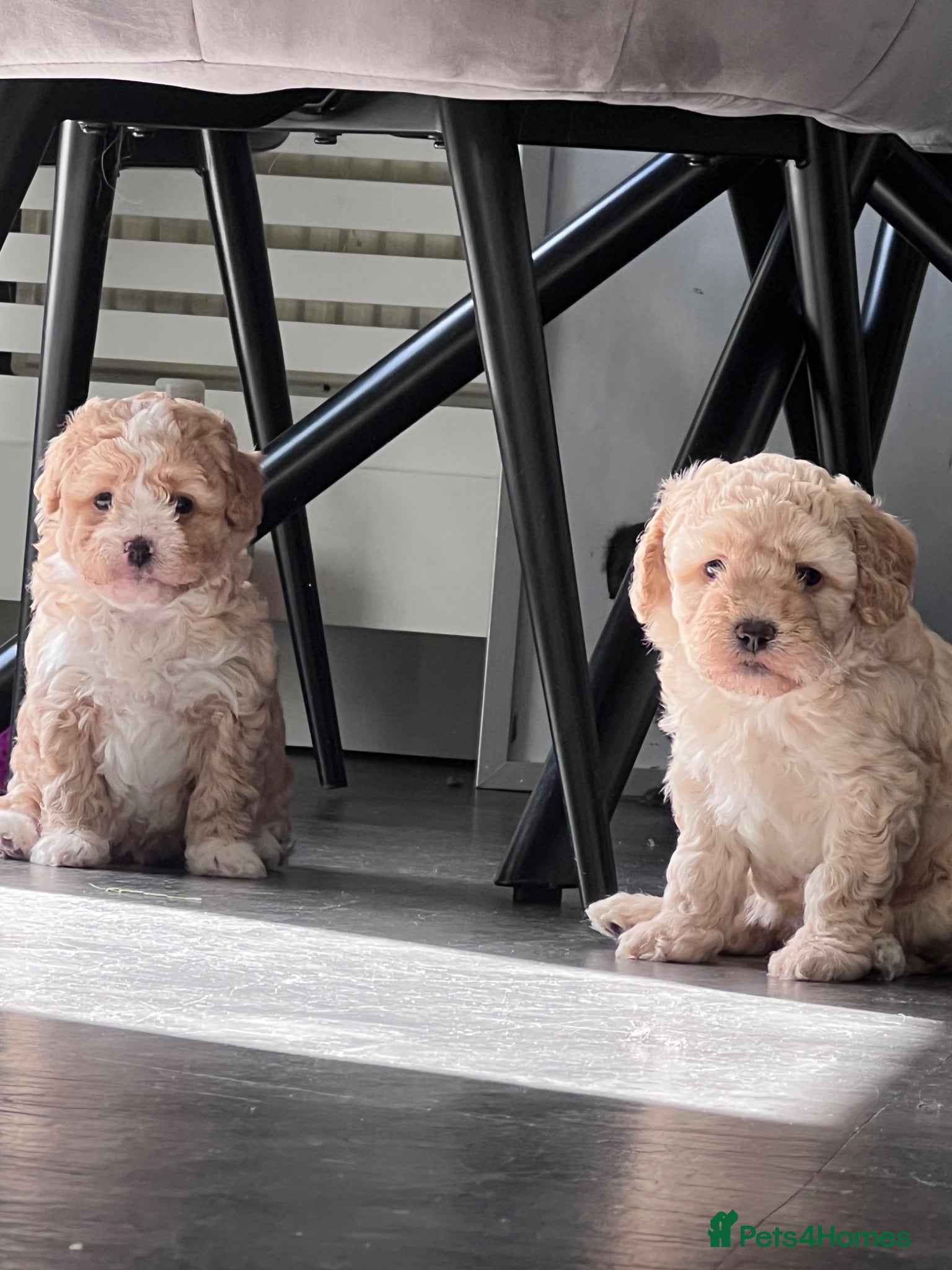 Mixed Breed dogs Beautiful Cavapoo/shihpoo Puppies - Advert 5