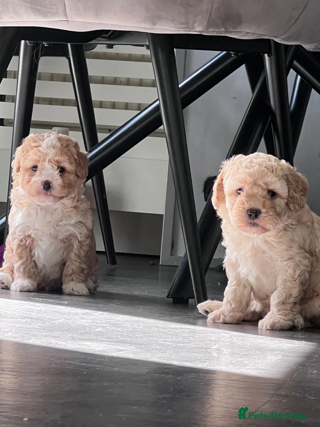 Mixed Breed dogs for sale: Beautiful Cavapoo/shihpoo Puppies - Advert 1