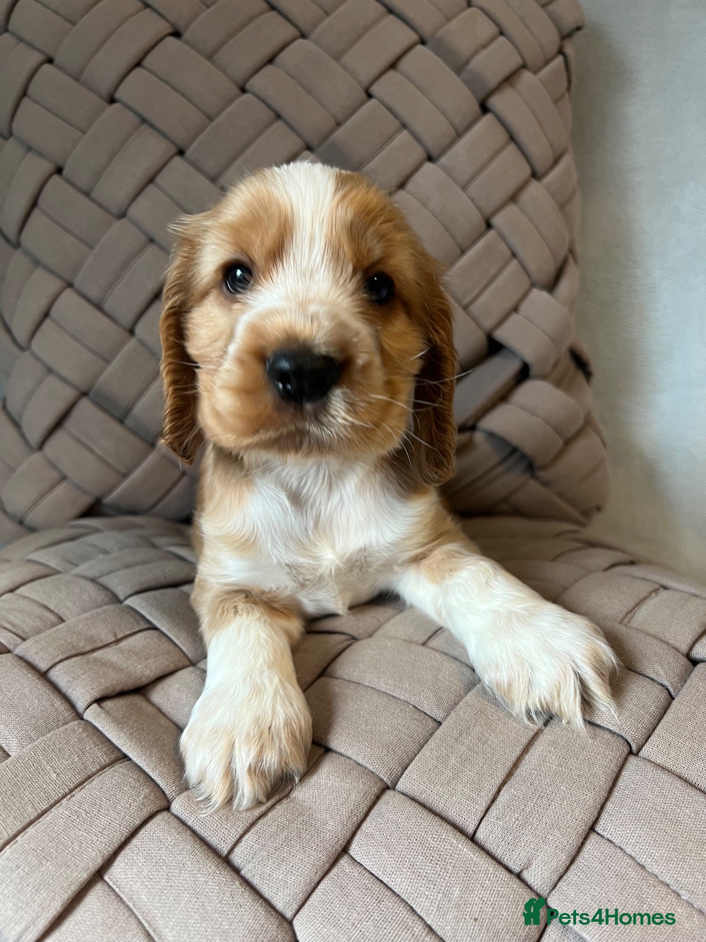 Cocker Spaniel dogs for sale: 💙 Exceptional show type health tested boys 💙 - Advert 1