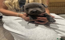 Staffordshire Bull Terrier dogs for sale: Beautiful Full Blue Staffordshire Puppies for sale - Image 8