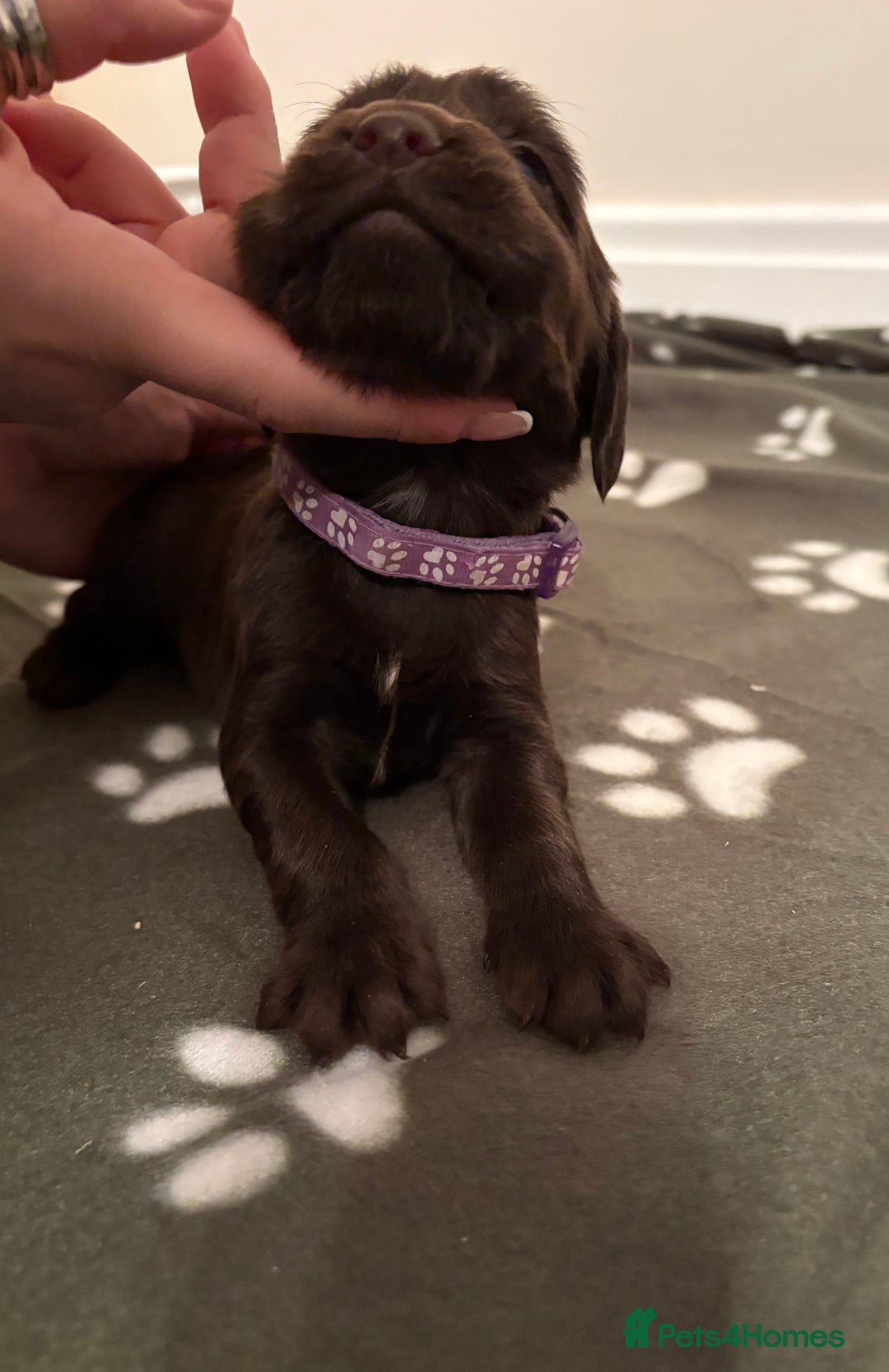 Cocker Spaniel dogs for sale: Stunning Chocolate KC cocker puppies - Advert 19