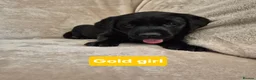 Labrador Retriever dogs for sale: Beautiful Black Labrador Puppies - Advert 8
