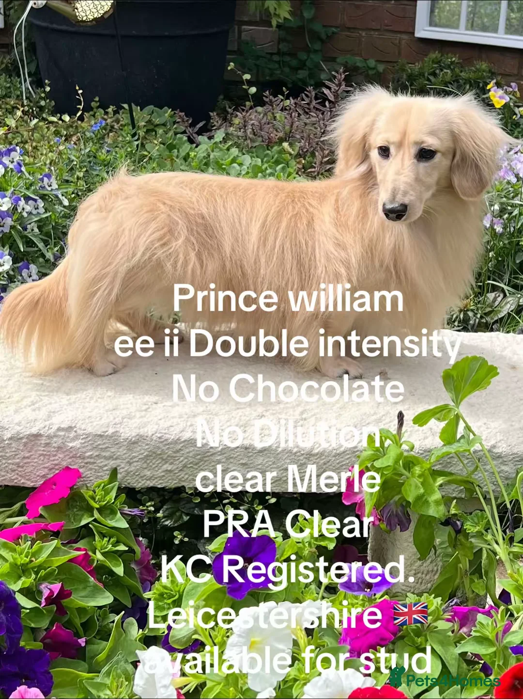 Miniature Dachshund dogs for stud: KC Dachshund cream long hair Stud [ee/ii] - Advert 4