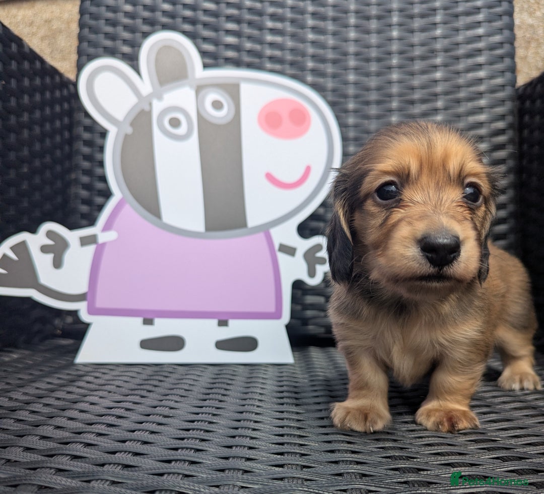 Dachshund dogs for sale: Long haired miniature Dachshunds  - Image 22