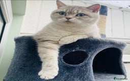 British Shorthair cats for sale: British Shorthair Colourpoint Kittens LAST GIRL - Image 5
