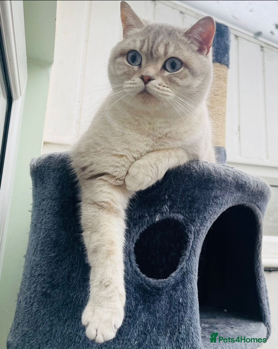 British Shorthair cats for sale: British Shorthair Colourpoint Kittens LAST GIRL - Image 5