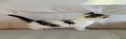 Mixed Breed cats for sale: Gorgeous kittens for sale  in Blandford Forum - Advert 17