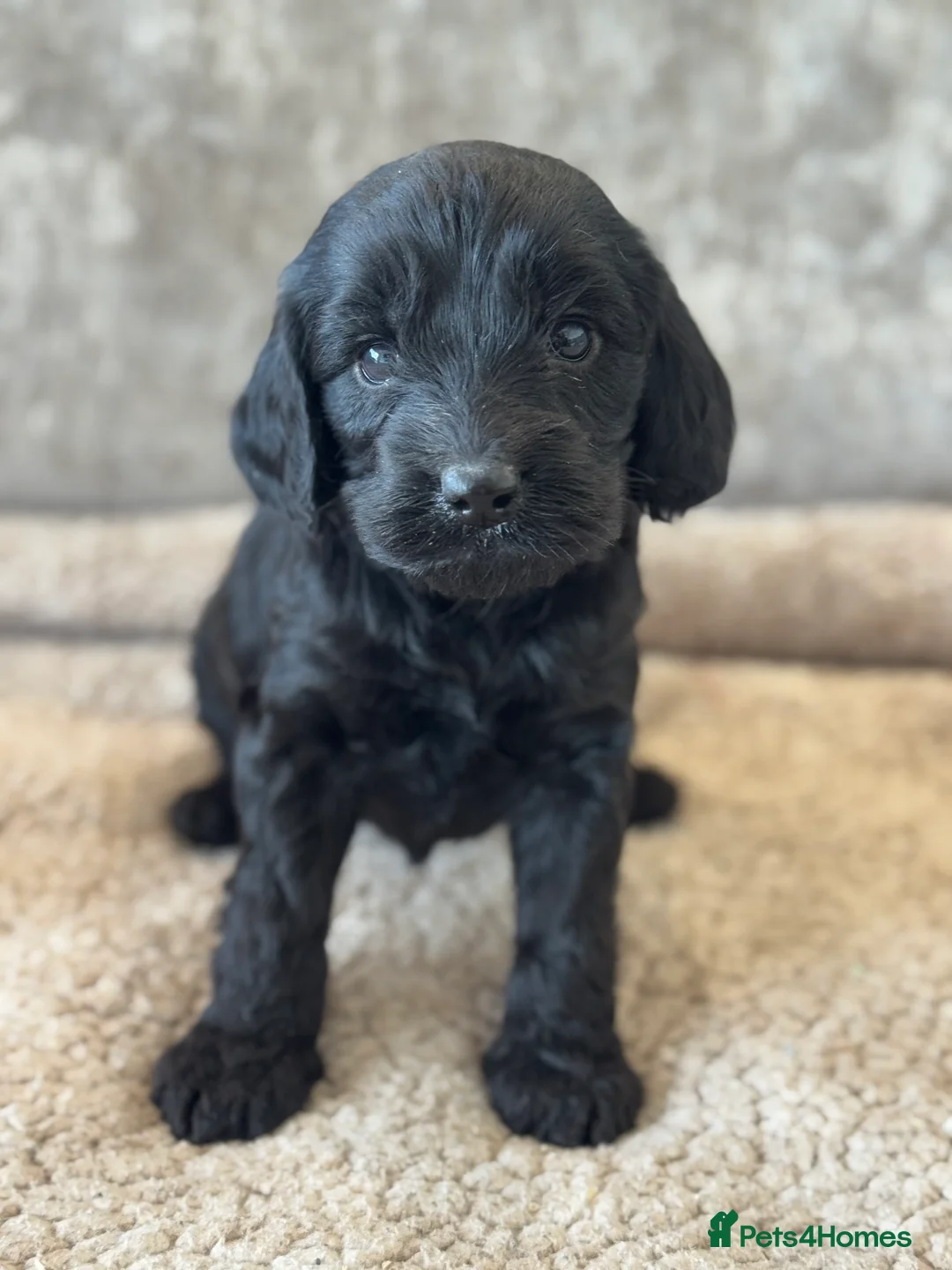 Cockapoo dogs for sale: CURLY F1 COCKERPOO - Advert 15