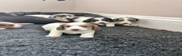 Dachshund dogs for sale: QUALITY LONGHAIRED MINIATURE DACHSHUND PUPPIES - Advert 5