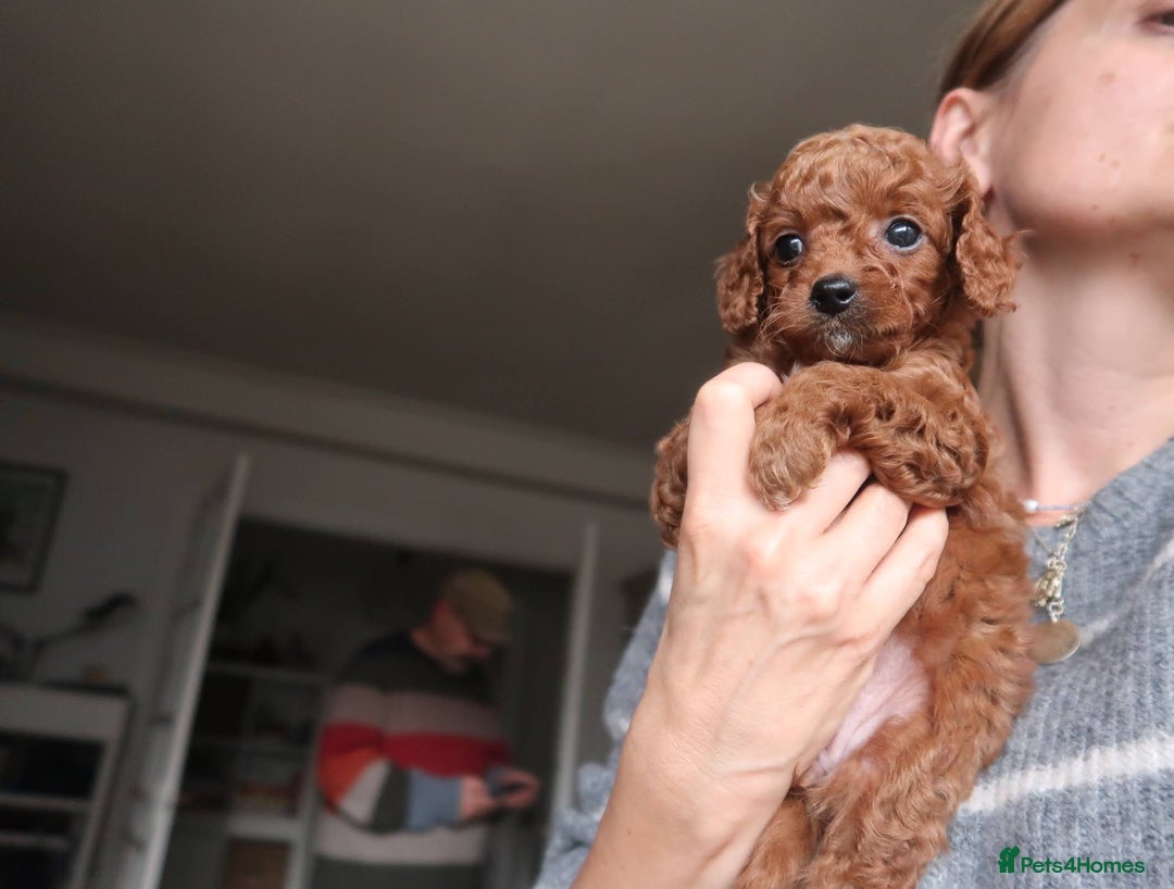 Cockapoo dogs for sale: Very unique Asian Toy Cockerpoos - Image 13