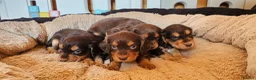 Cocker Spaniel dogs for sale: 5 STUNNING KC WORKING TYPE COCKER SPANIELS  - Advert 12