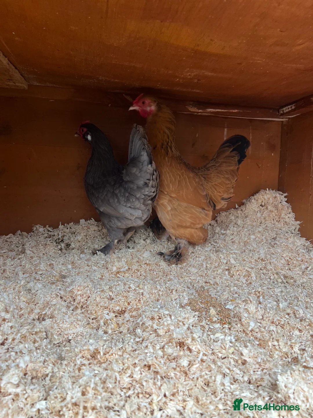 Chickens poultry for sale: 2 Pekin cross hens - Advert 4