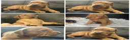 Mixed Breed dogs for sale: Beautiful puppers seeking their forever homes.  - Advert 4