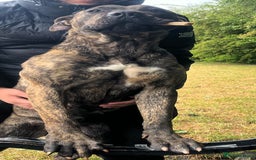 Presa Canario dogs for sale: Presa canario  - Image 8