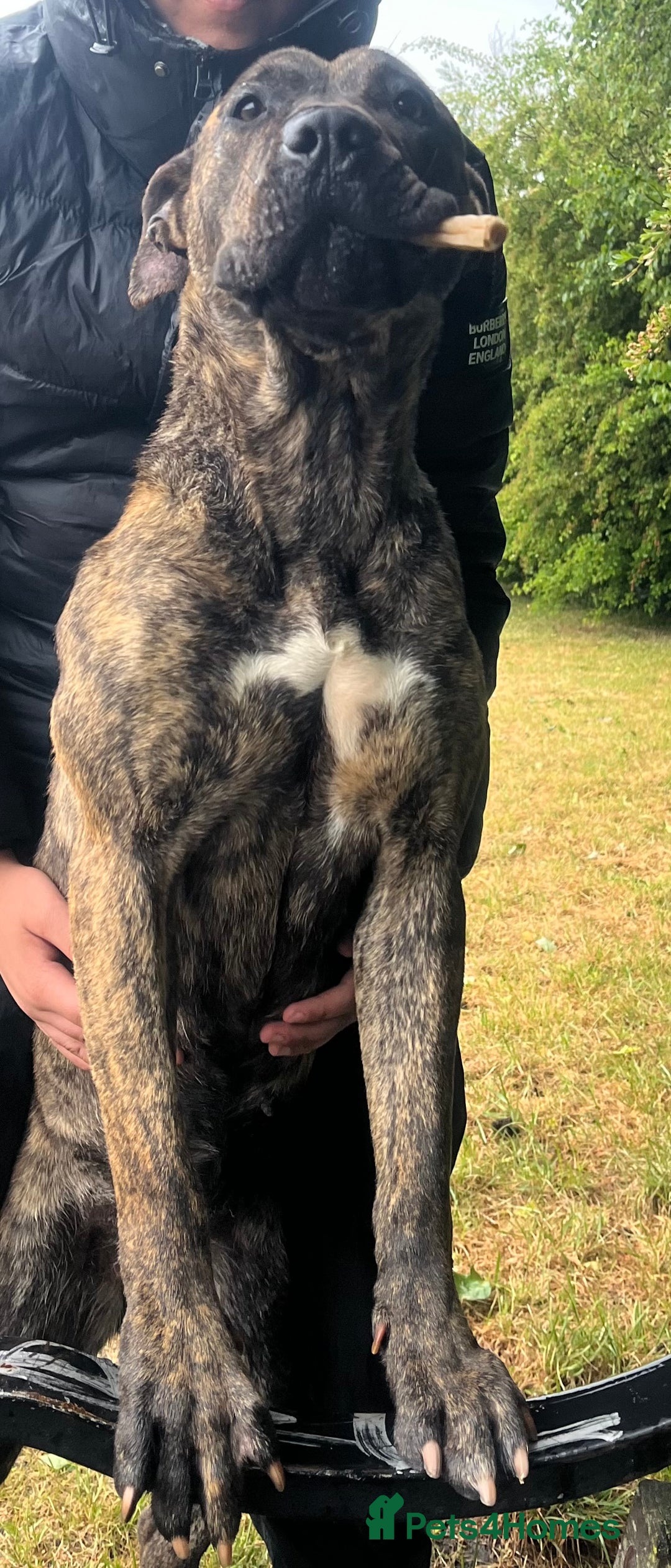 Presa Canario dogs for sale: Presa canario  - Image 8