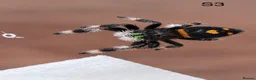 Spiders invertebrates for sale: Phiddipus Regius Jumping Spiders - Advert 3
