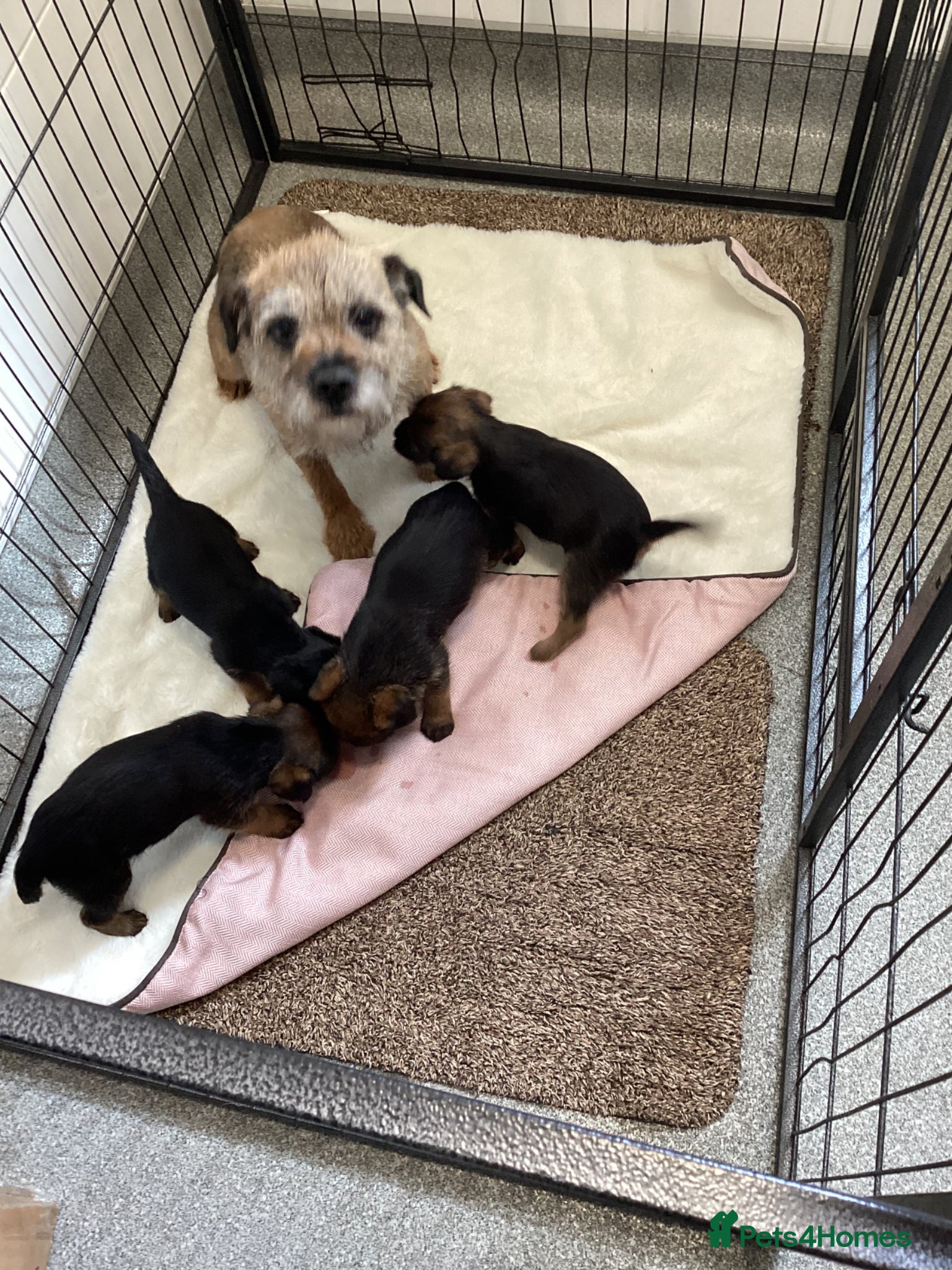 Border Terrier dogs Border Terrier Pups - Advert 1