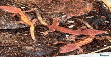 Gecko reptiles - Advert 4