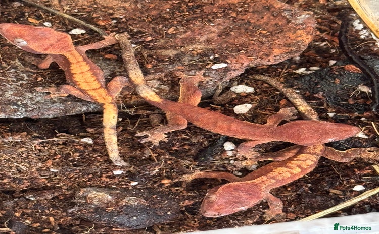 Gecko reptiles for sale - Advert 3