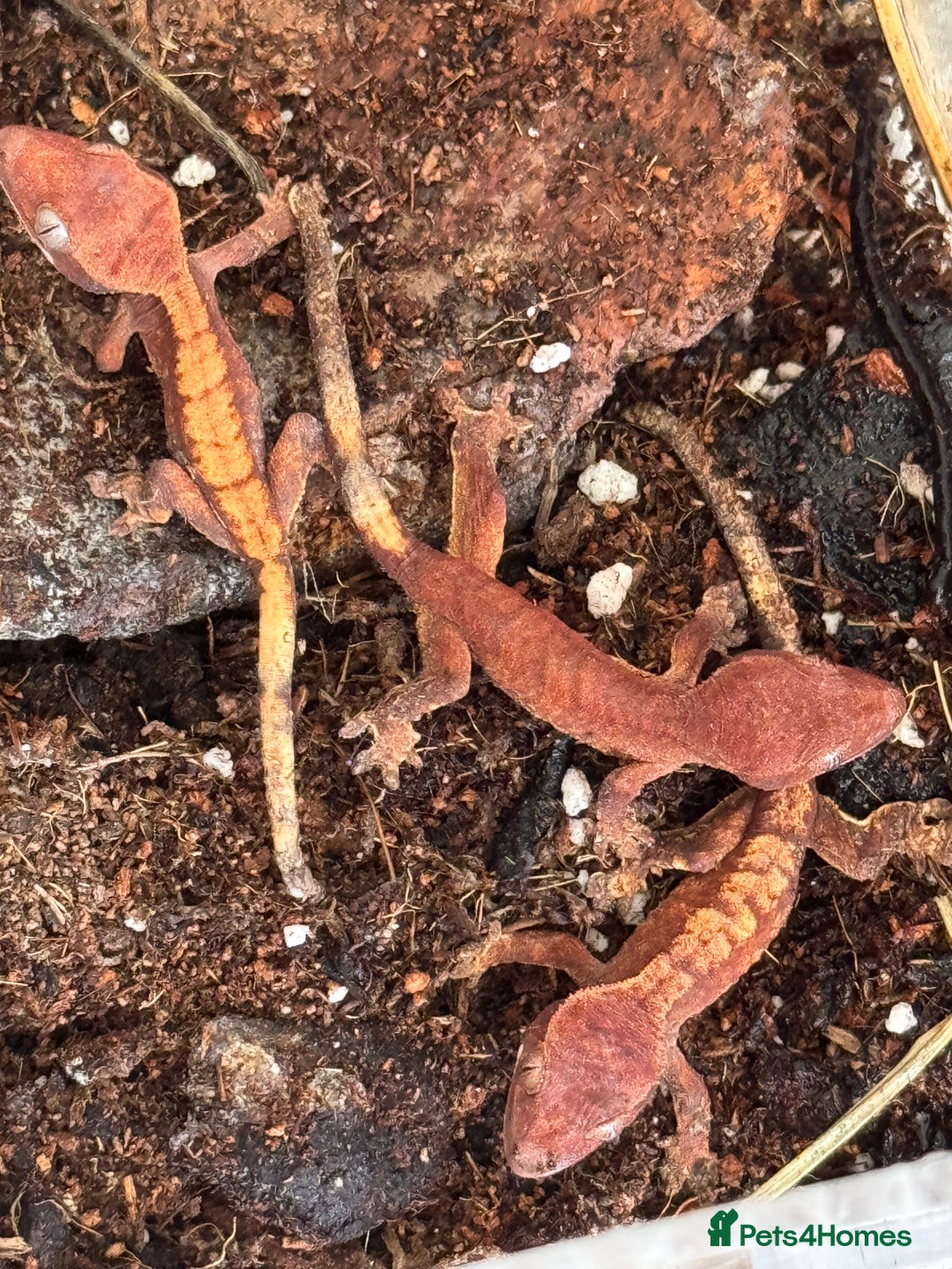 Gecko reptiles for sale: READY NOW 🦎 Baby Crested Geckos 🦎 - Image 1