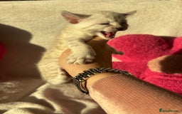 Bengal cats for sale: True to type bengal kittens - Advert 7