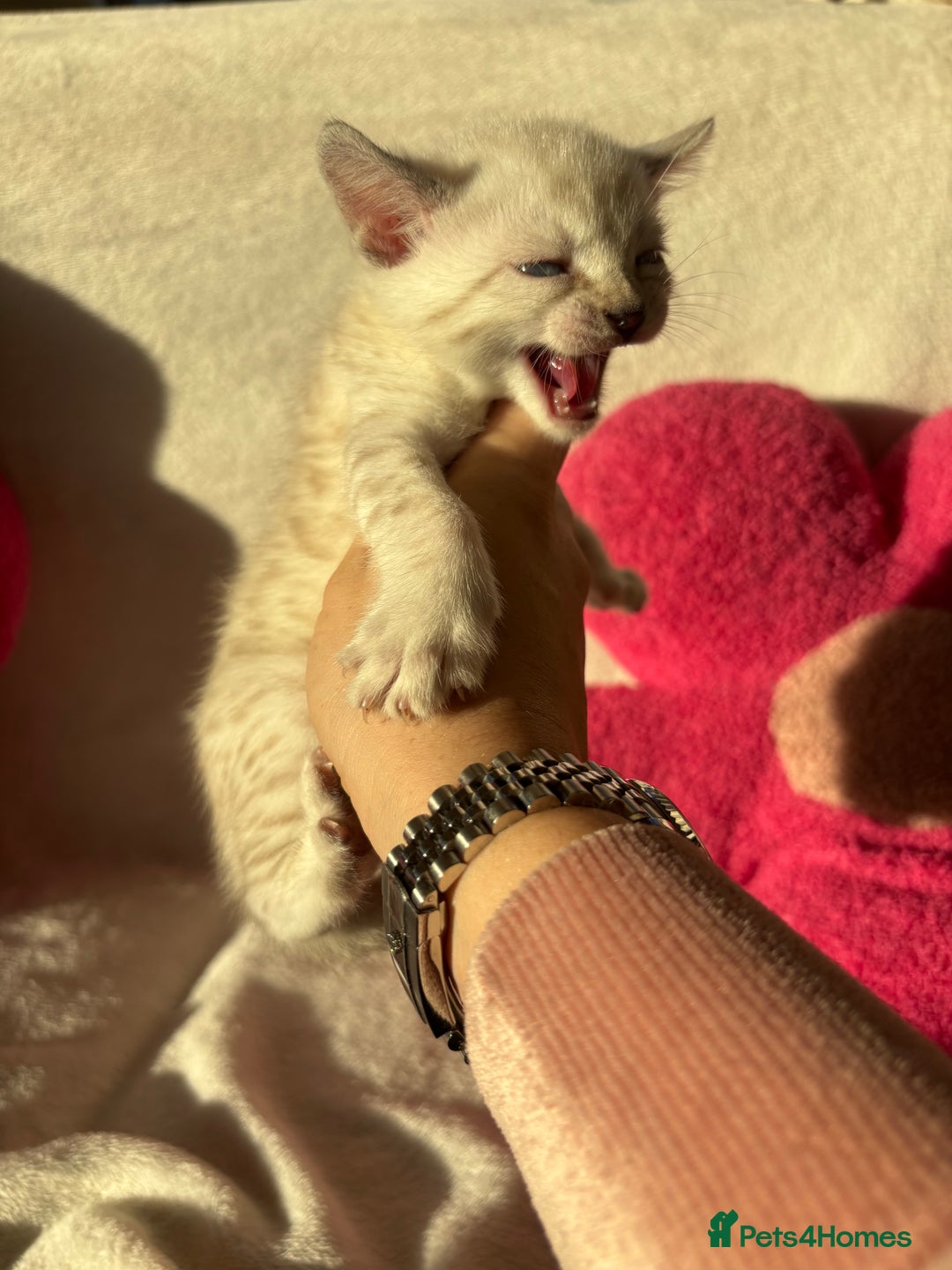 Bengal cats for sale: True to type bengal kittens - Advert 7