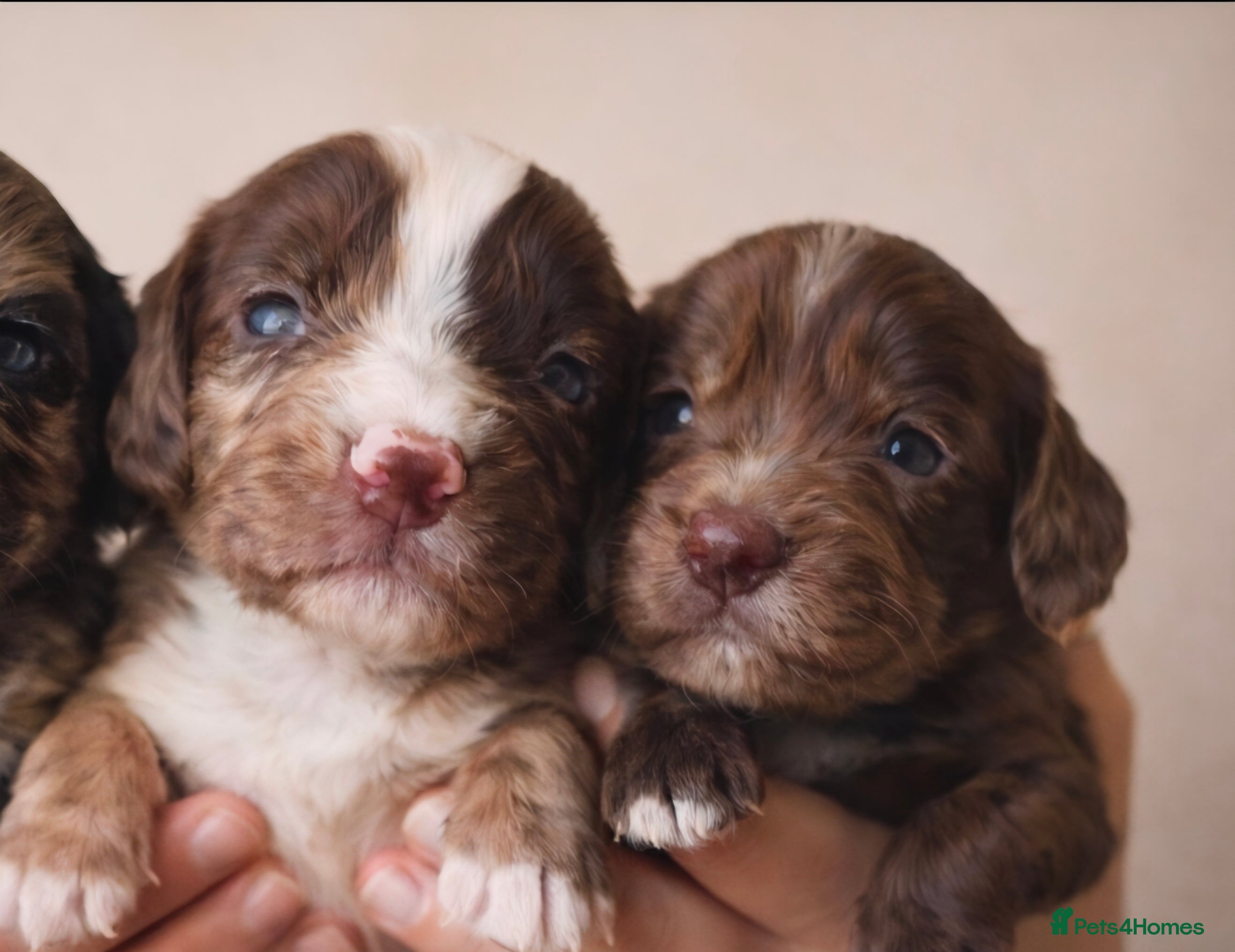 Cocker Spaniel dogs 🐾 Stunning merle Cocker Spaniels🐾  - Advert 12