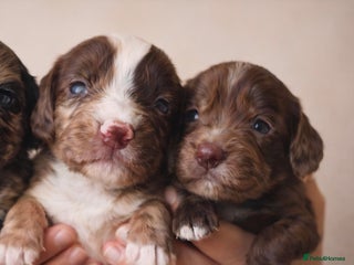 Cocker Spaniel dogs 🐾 Stunning merle Cocker Spaniels🐾 - Advert 12