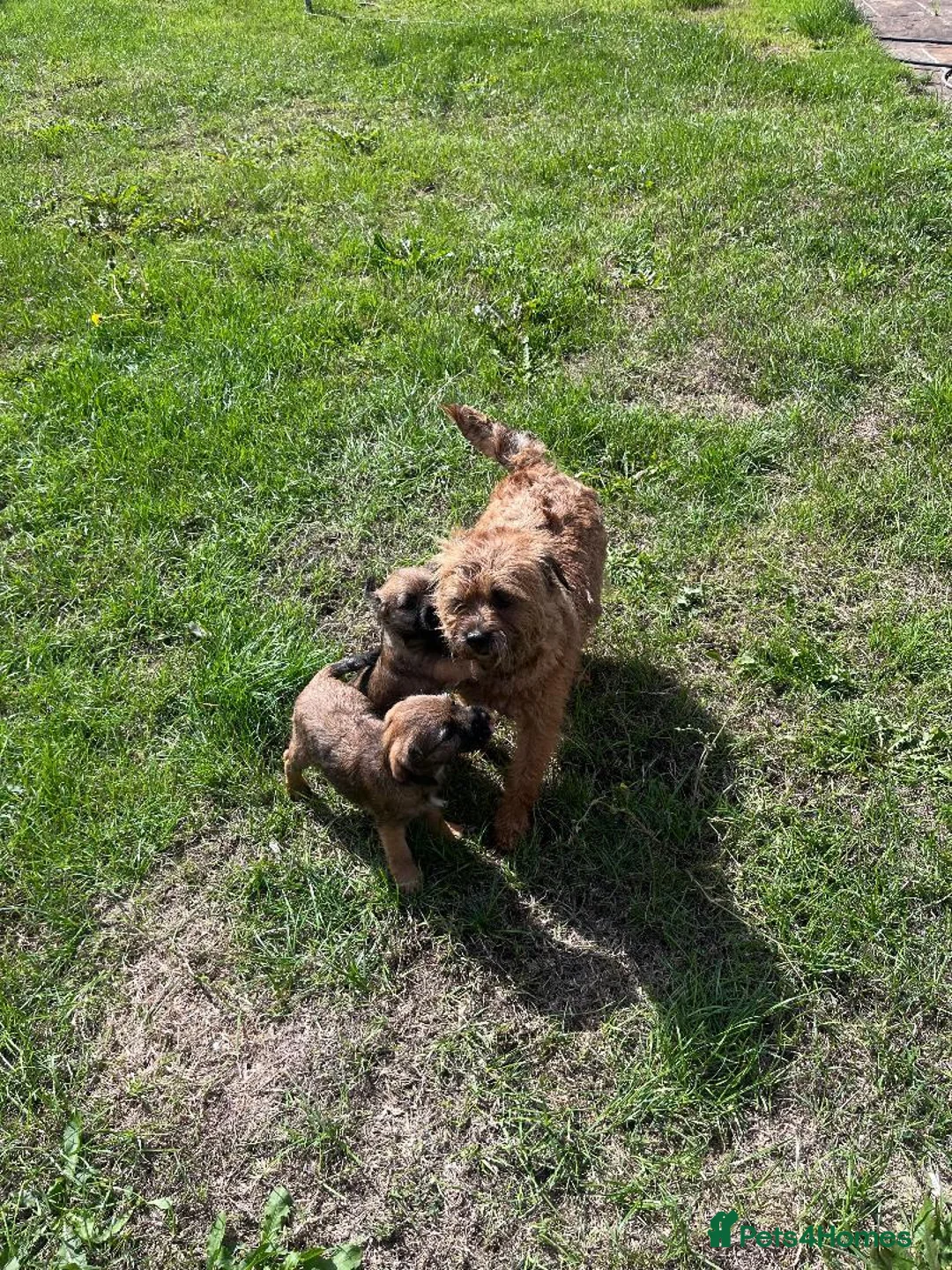 Border Terrier dogs for sale: PEIDGREE BORDER TERRIER PUPPIES - Advert 6
