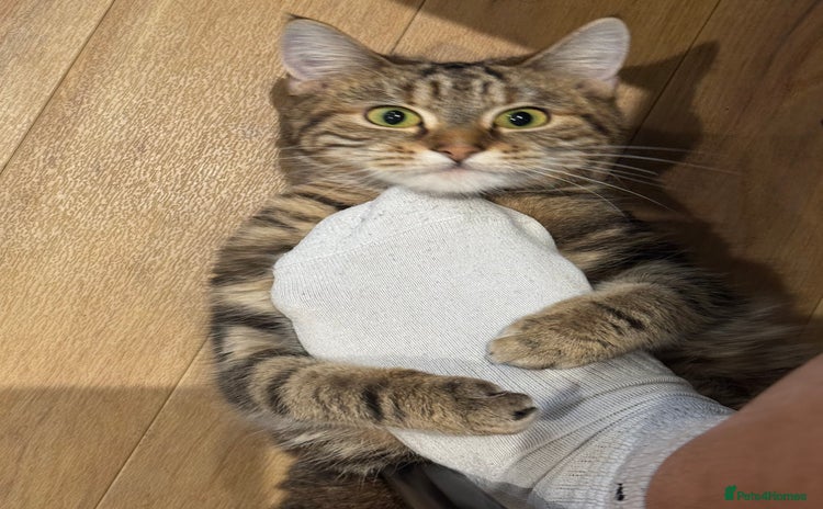 Domestic Shorthair cats - Advert 1