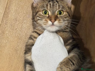 Domestic Shorthair cats - Advert 21