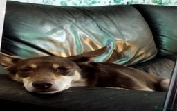 Australian Kelpie dogs for sale: 3 year old Australian kelpie  - Image 5