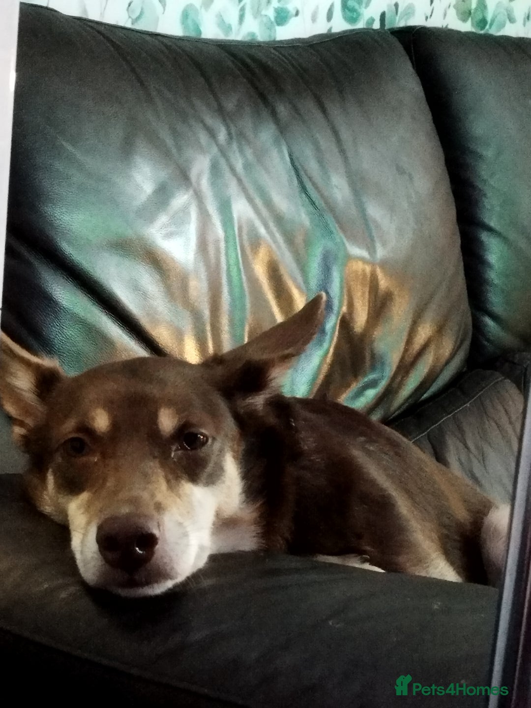 Australian Kelpie dogs for sale: 3 year old Australian kelpie  - Image 5