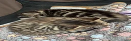 Mixed Breed cats for sale: Kittens For Sale - Advert 5