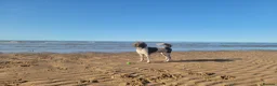 Standard Poodle dogs for stud: Standard Poodle for Stud - Advert 2