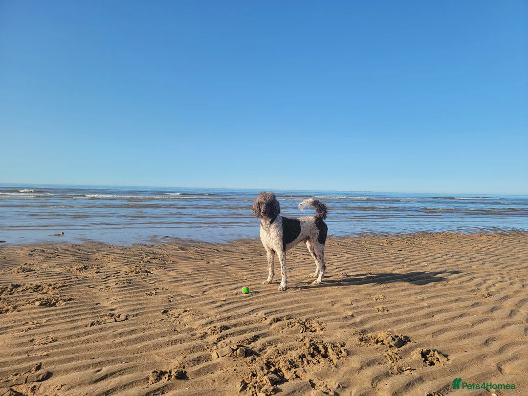 Standard Poodle dogs for stud: Standard Poodle for Stud - Advert 2