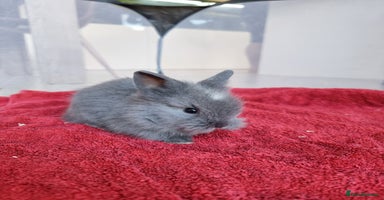 Lionhead rabbits - Advert 9
