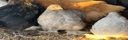 Chickens poultry for sale: Chickens for sale various breeds and ages - Advert 4