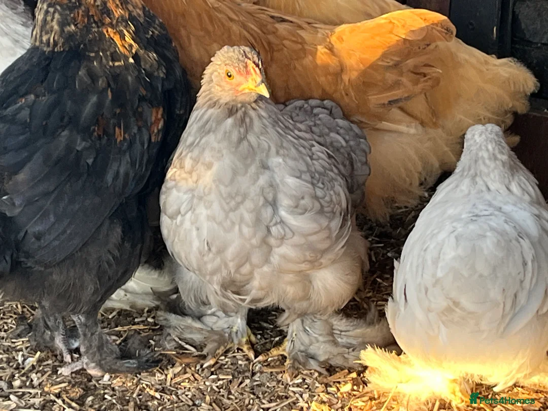 Chickens poultry for sale: Chickens for sale various breeds and ages - Advert 4