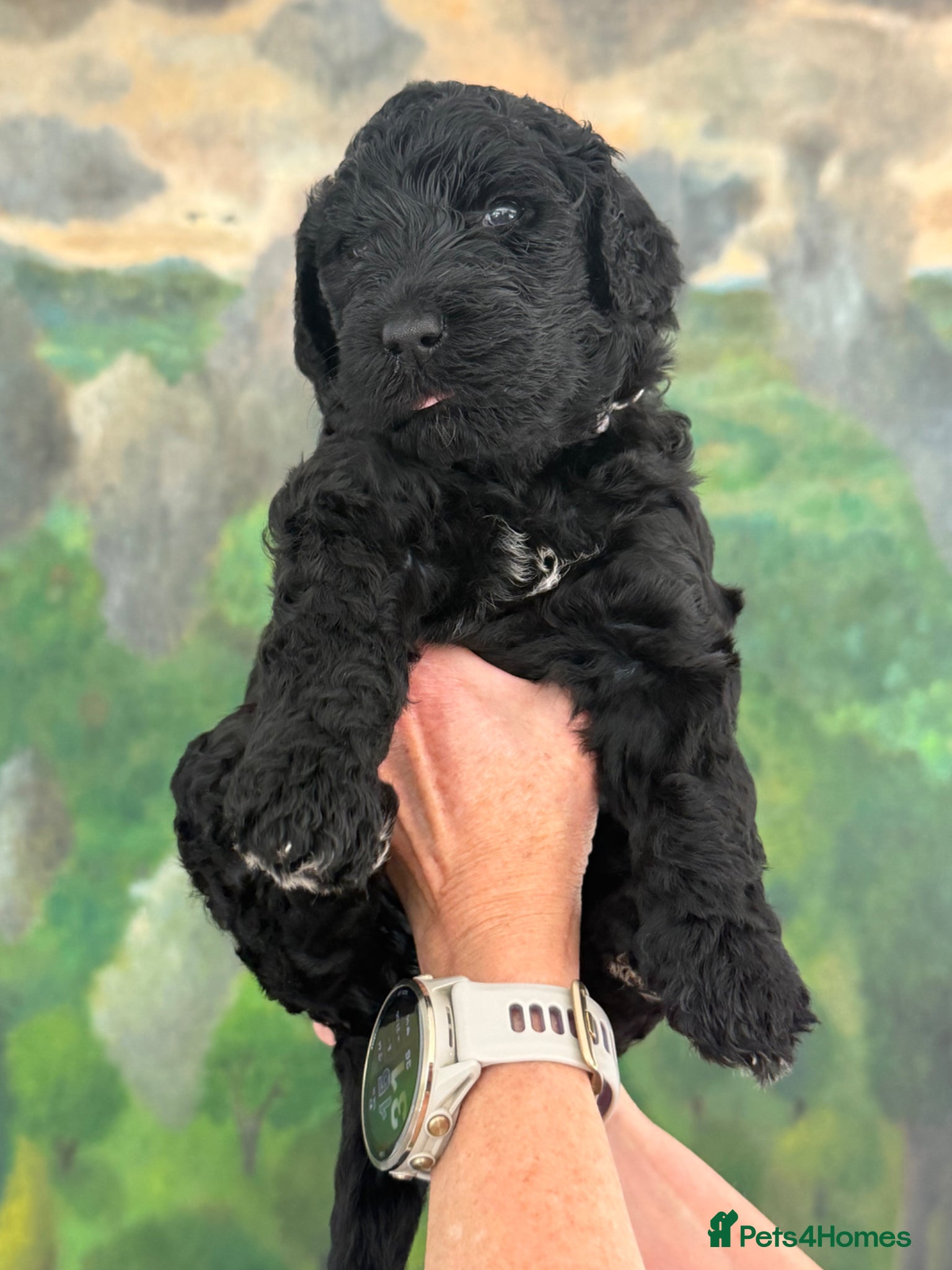 Labradoodle dogs Labradoodle Standard - Advert 2