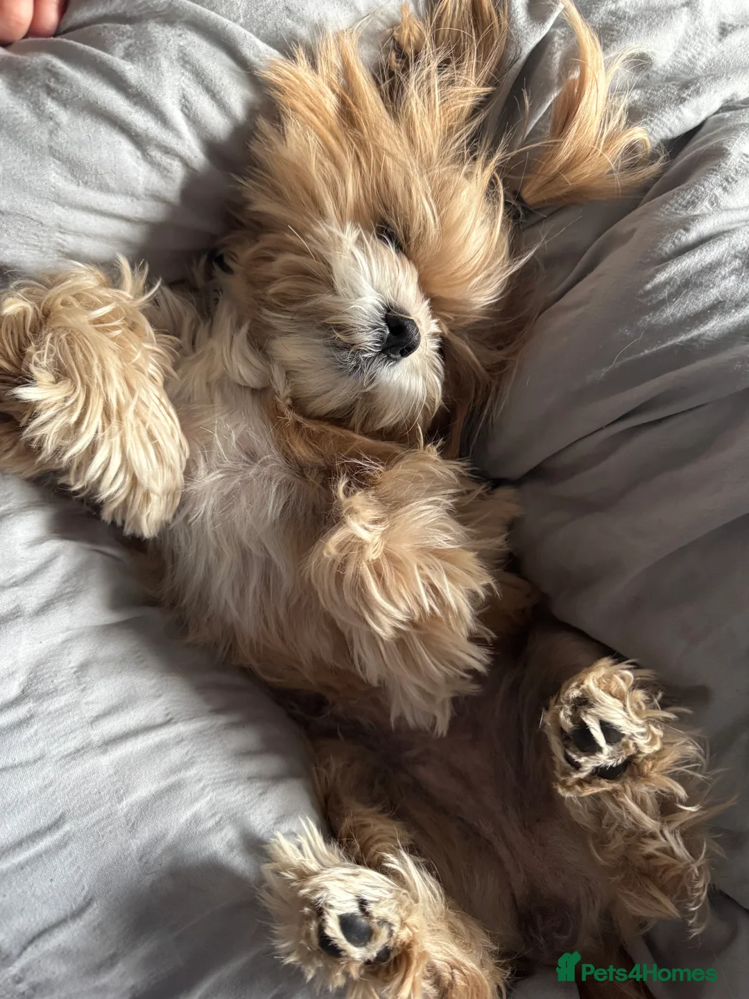 Shih Tzu dogs for sale: Beautiful Shih Tzu puppies  - Image 13
