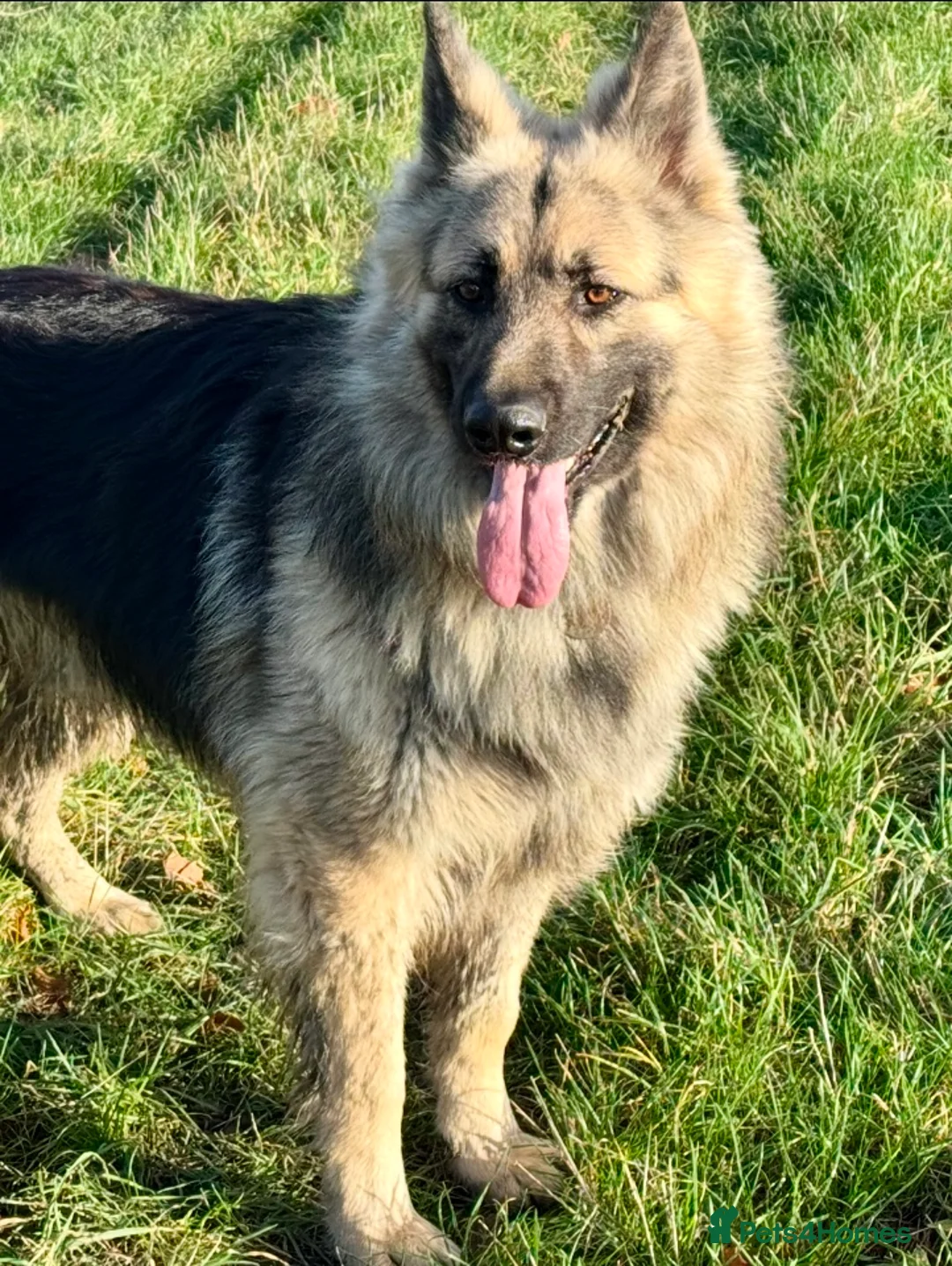 German Shepherd dogs for stud: Black and silver stud dog. Kc reg. health tested in Royston - Advert 12
