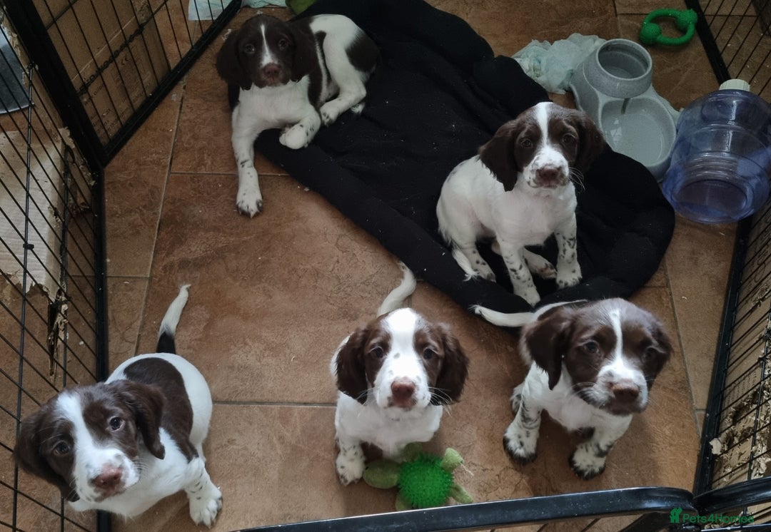 English Springer Spaniel dogs for sale: English springer spaniel puppies  - Image 19