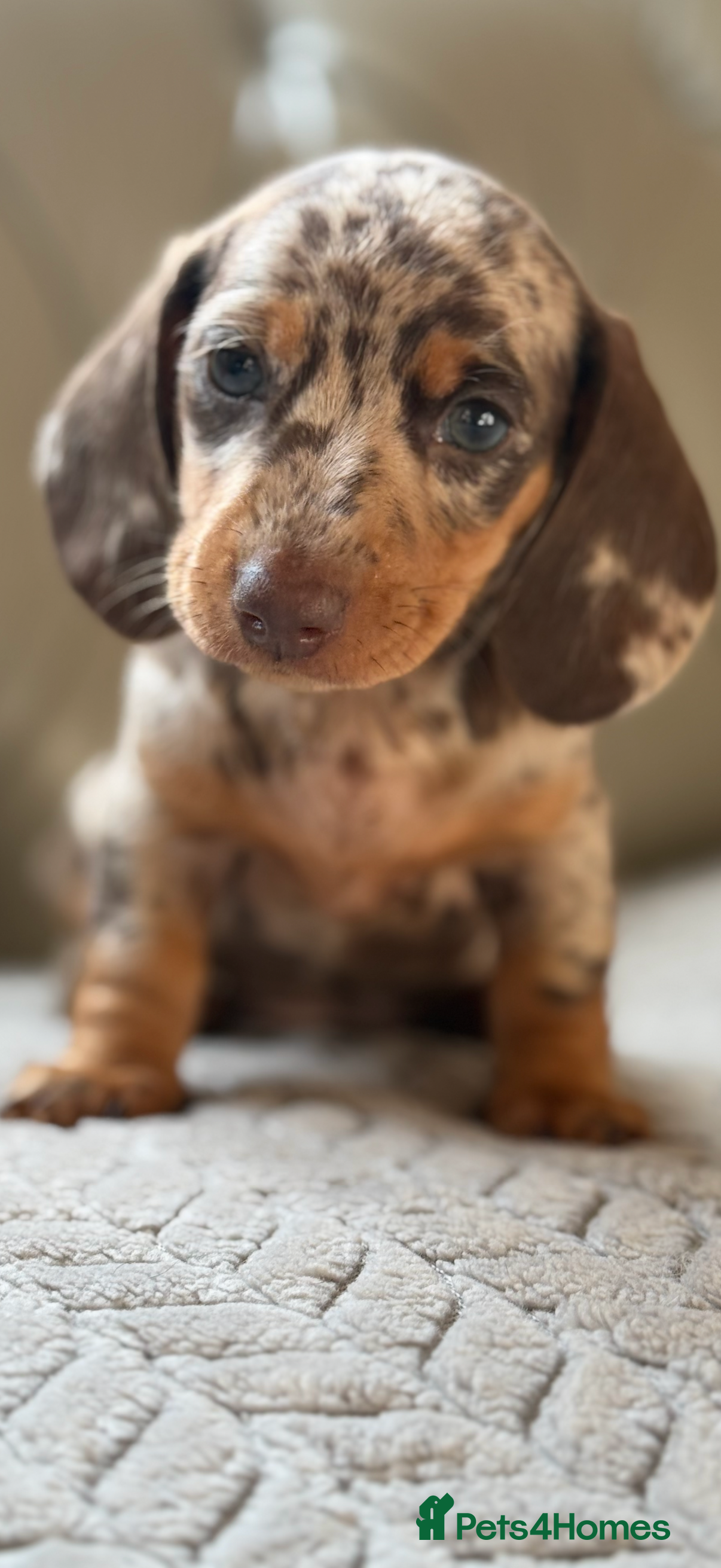 Miniature Dachshund dogs 🎀 SHOW QUALITY KC REGISTERED MALES AND FEMALES 🎀 - Advert 9
