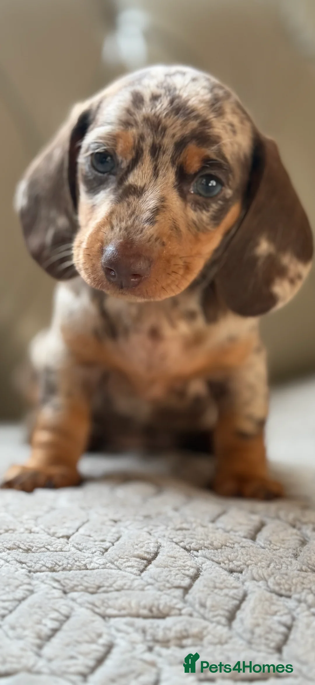 Miniature Dachshund dogs for sale: 🎀 SHOW QUALITY KC REGISTERED MALES AND FEMALES 🎀 - Advert 1
