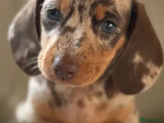 Miniature Dachshund dogs 🎀 SHOW QUALITY KC REGISTERED MALES AND FEMALES 🎀 - Advert 12