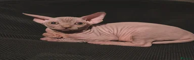 Sphynx Kitten 3